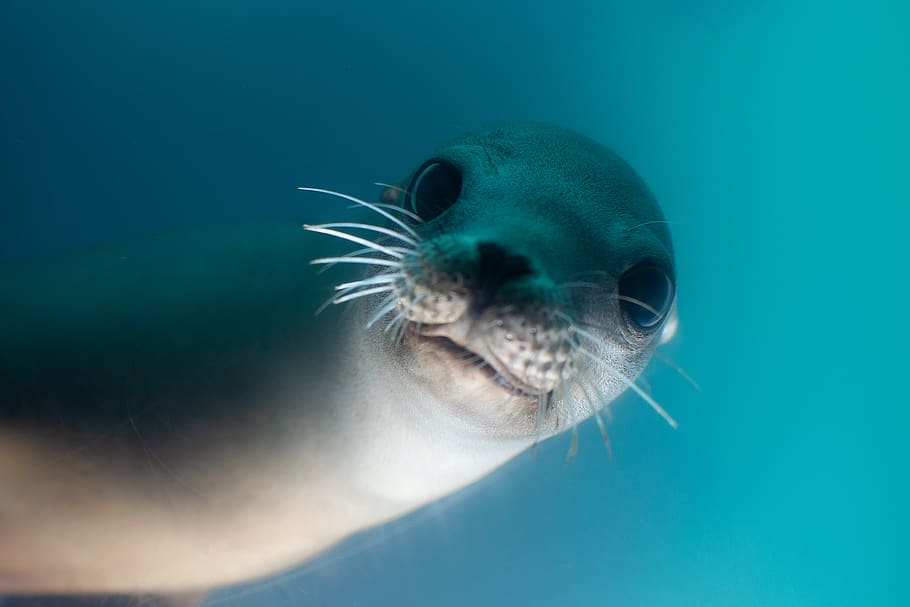 gray seal, animal themes, animal wildlife, underwater, animals in the wild HD wallpaper
