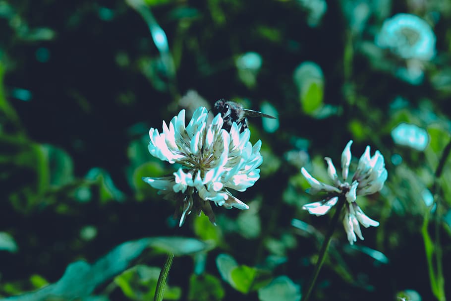 White Petaled Flower Selective Focus Photograph, bee, bloom, blooming HD wallpaper