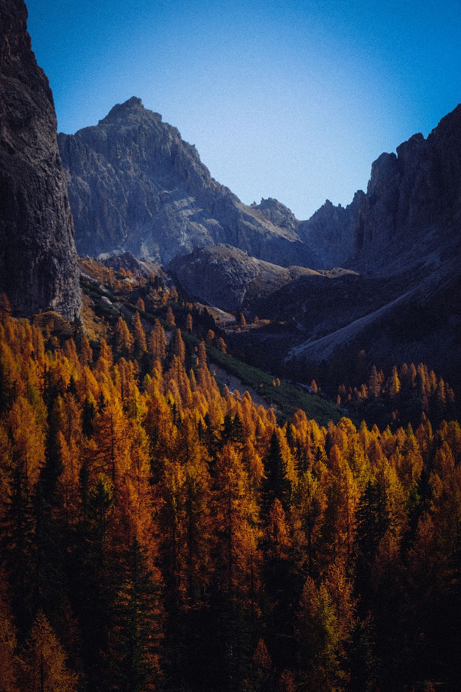 Brown Pine Trees Near Mountains, adventure, conifer, dawn, daylight HD wallpaper