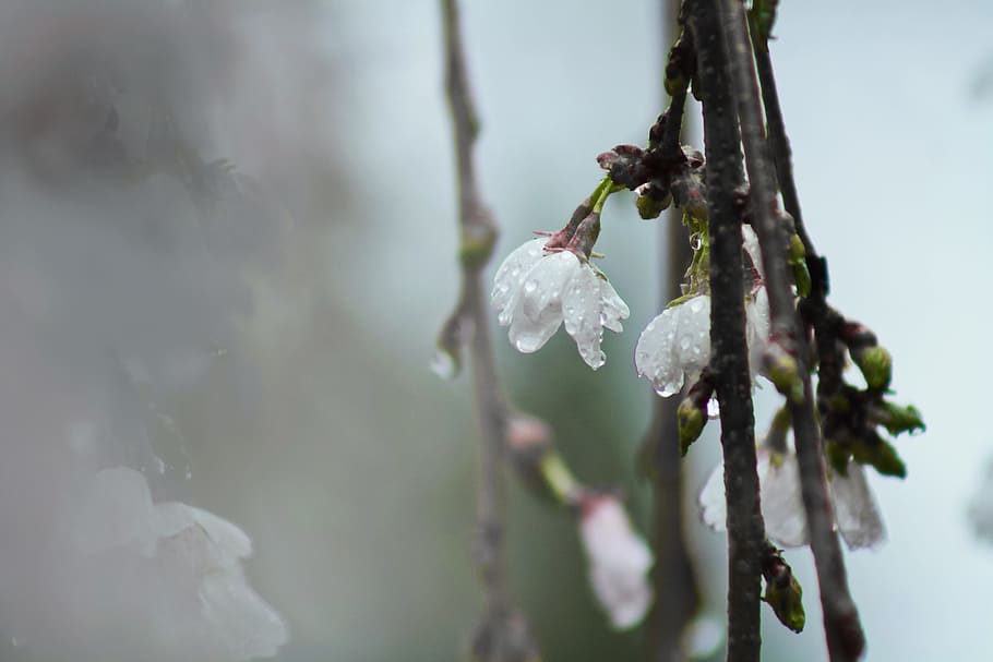 White Tree Blossoms With Dew in Closeup Photo, bloom, blooming HD wallpaper
