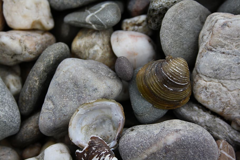 pebbles, river shell, closeup, riverside, rhine river, nature HD wallpaper
