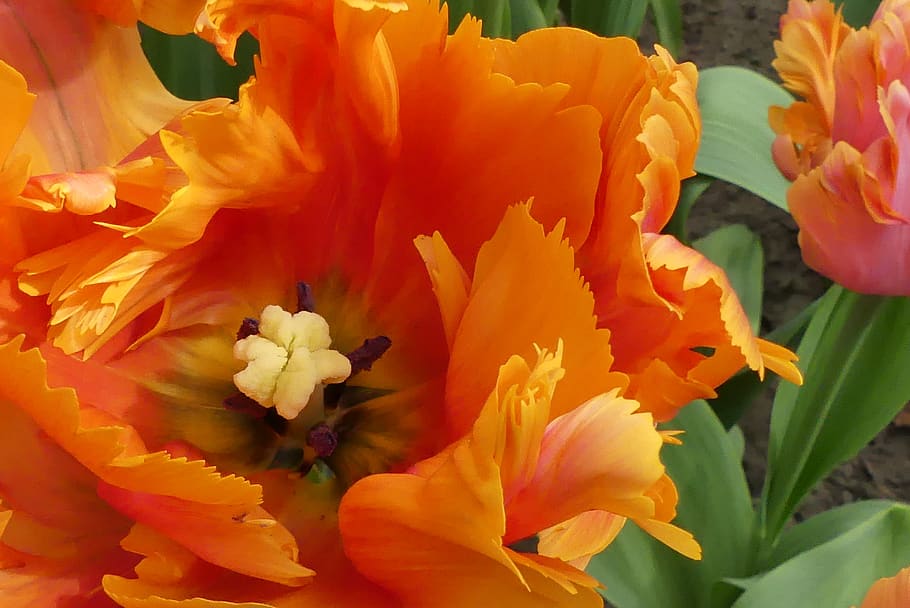 macro, tulip, orange, spring, blossom, bloom, garden, flower HD wallpaper