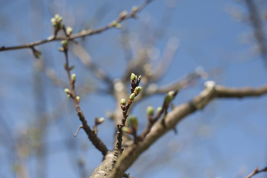 spring, tree, branch, blossom, blooms, garden, nature, cherry HD wallpaper