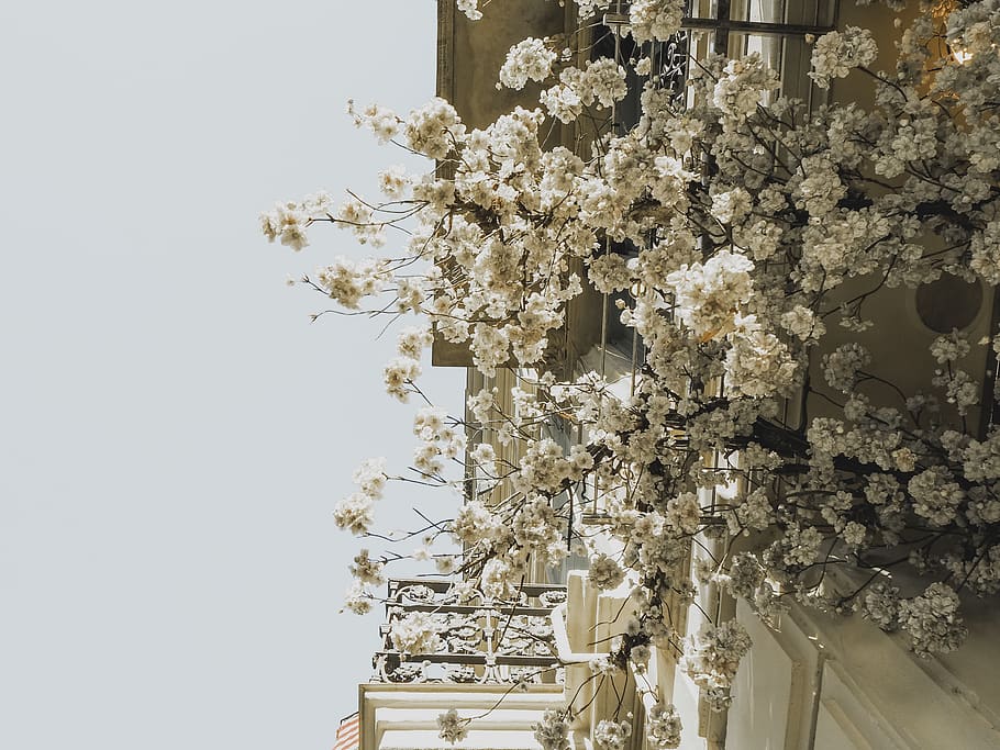 cherry blossom, plant, chandelier, lamp, flower, barcelona, flower arrangement HD wallpaper