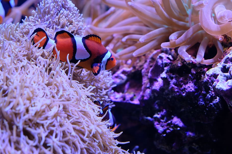 clown fish, underwater, sea, animal themes, coral, sea life, animals in the wild HD wallpaper