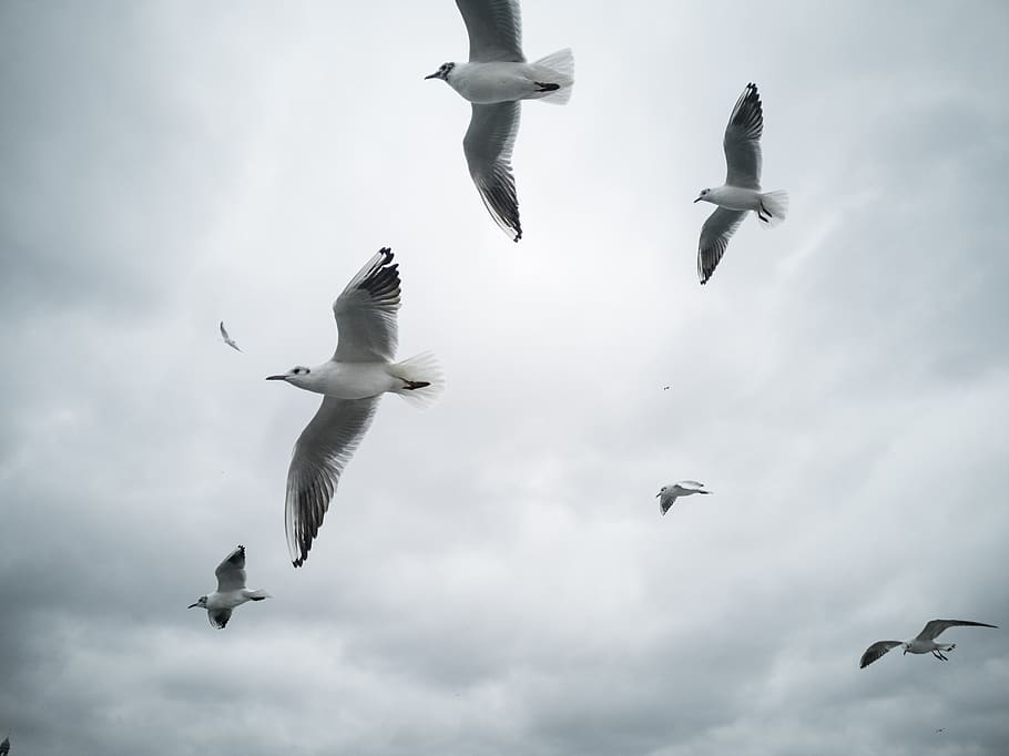 birds, animals, fly, wing, dom, seagull, nature, flying, wings HD wallpaper