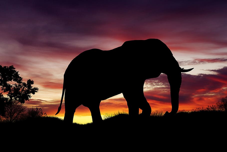 HD wallpaper: African Elephant, animals, safari, shadow, silhouette, wild,  wildlife | Wallpaper Flare