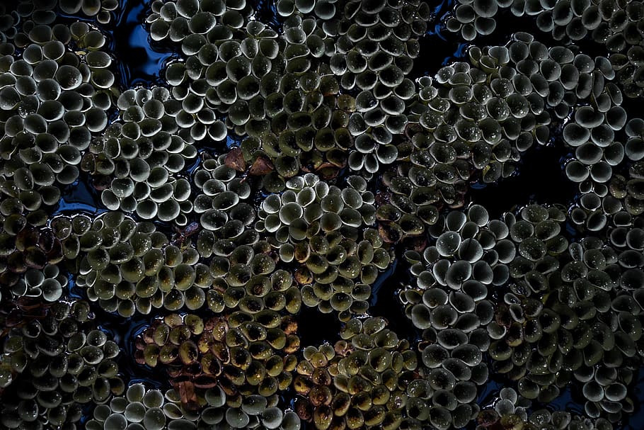 pine cone photography, full frame, backgrounds, pattern, no people HD wallpaper
