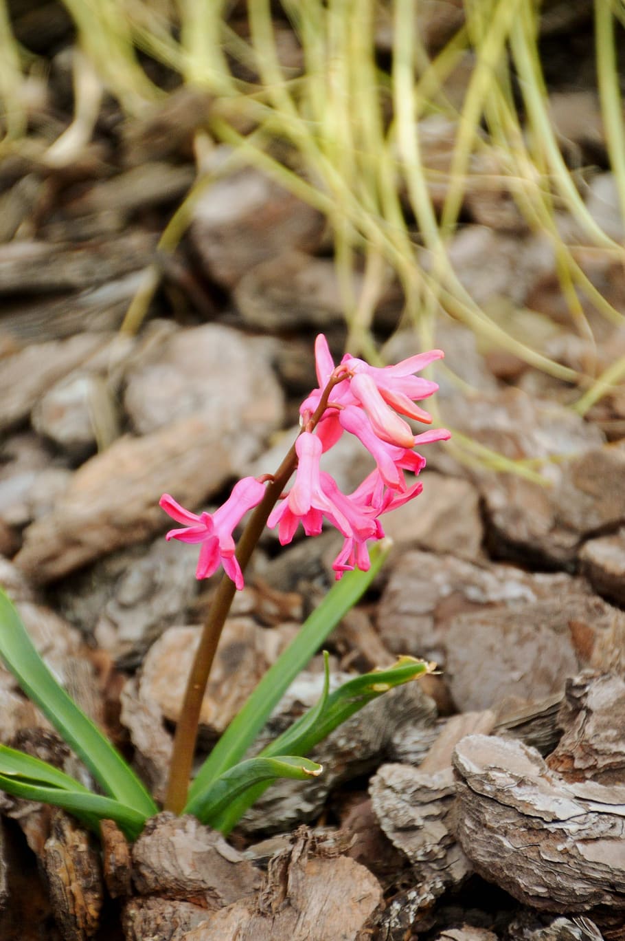 hyacinth, flower, spring, pink, muscari, fragrant, plants, garden HD wallpaper