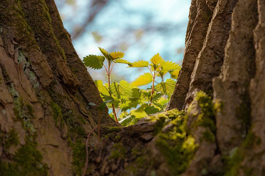 sheet, leaves, tree, stump, forest, background, green, nature HD wallpaper