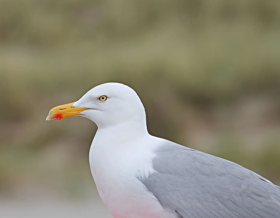 seagull, close up, head, seevogel, water bird, charadriiformes HD wallpaper