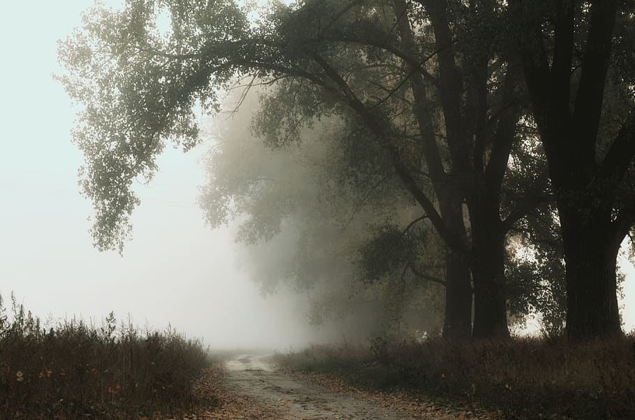 fog, trees, branch, road, landscape, mystic, nature, morning HD wallpaper