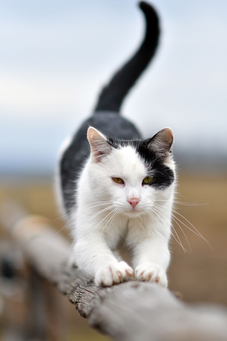cat, animal, stretching, mammal, domestic, domestic animals HD wallpaper