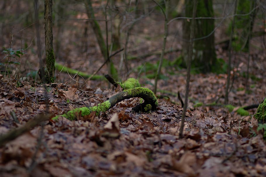 moss, branch, forest, nature, tribe, wood, land, plant, selective focus HD wallpaper