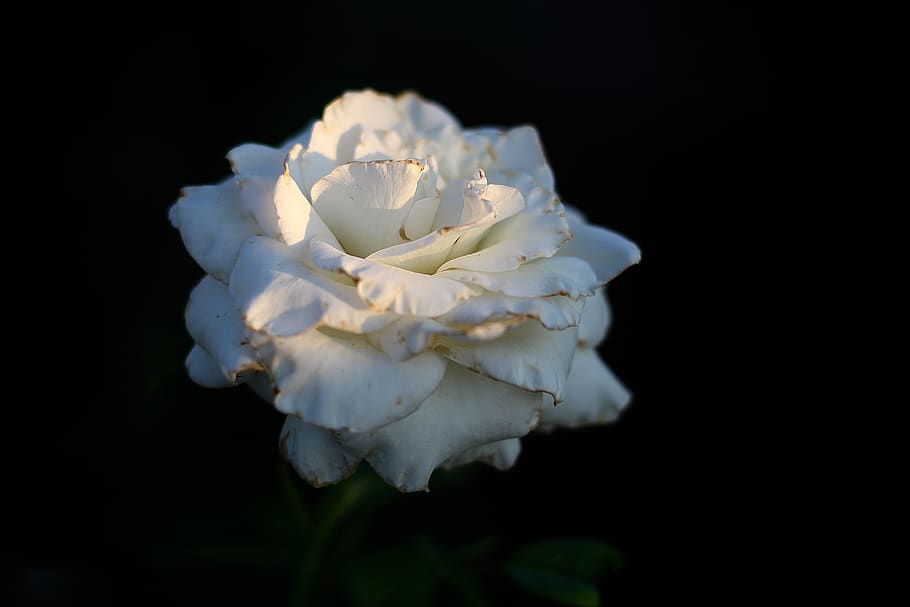 flower, rose, flowering plant, beauty in nature, white color HD wallpaper