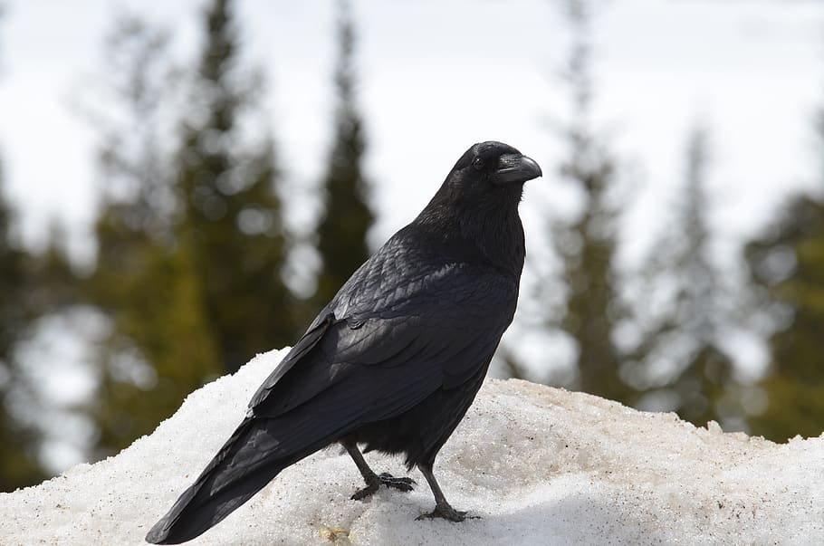 raven, crow, bird, black, wildlife, animal, feather, nature HD wallpaper