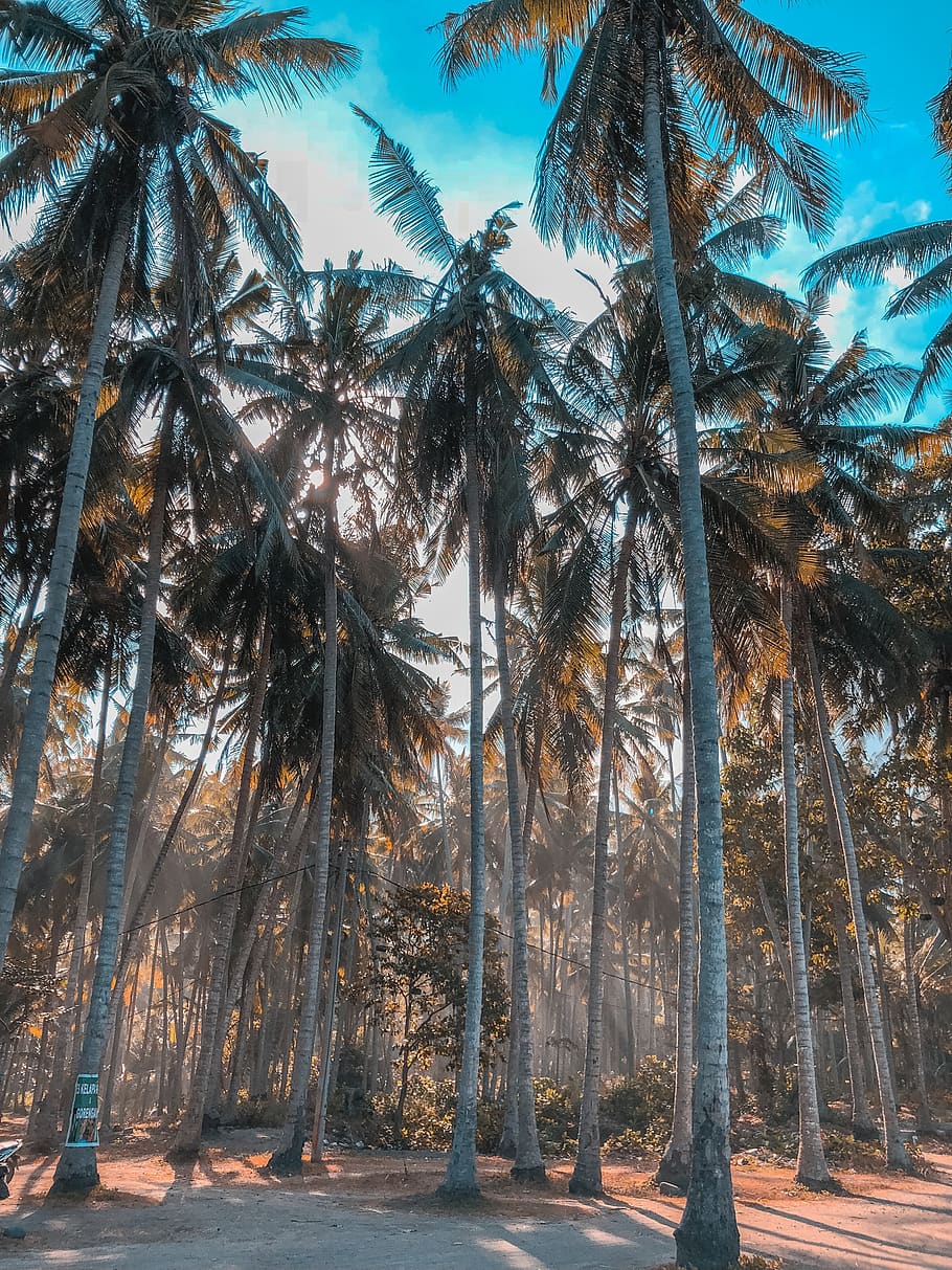 coconut trees, palm tree, nature, plant, arecaceae, flora, conifer HD wallpaper