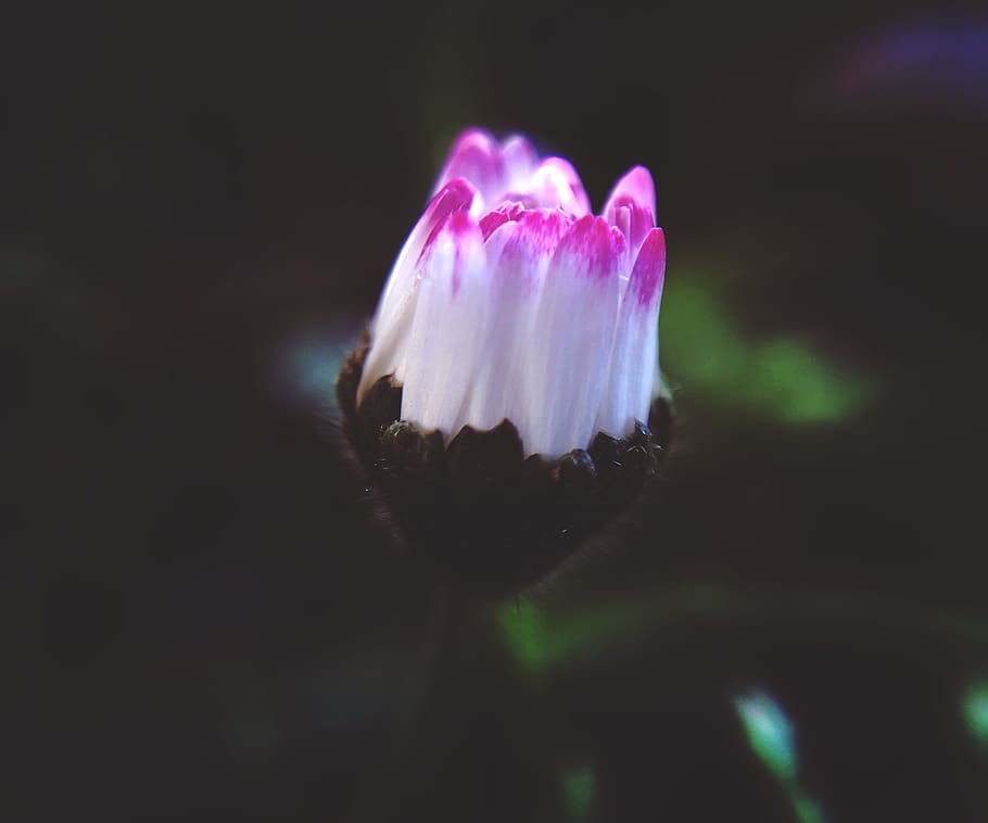 Close-Up Photography of White and Pink Flower, beautiful, bloom HD wallpaper
