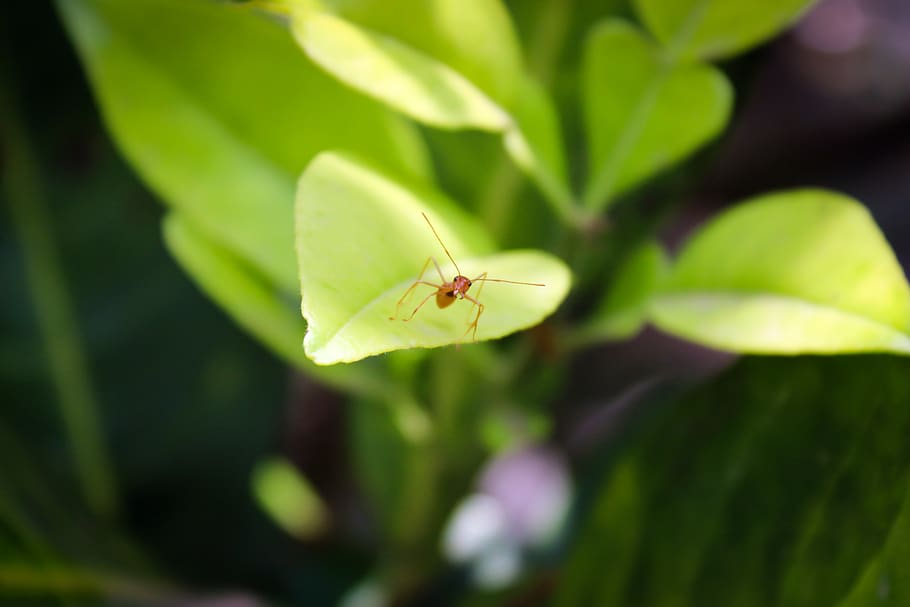 ant, stare, leaf, wild, backyard, canon, princeabid photography HD wallpaper