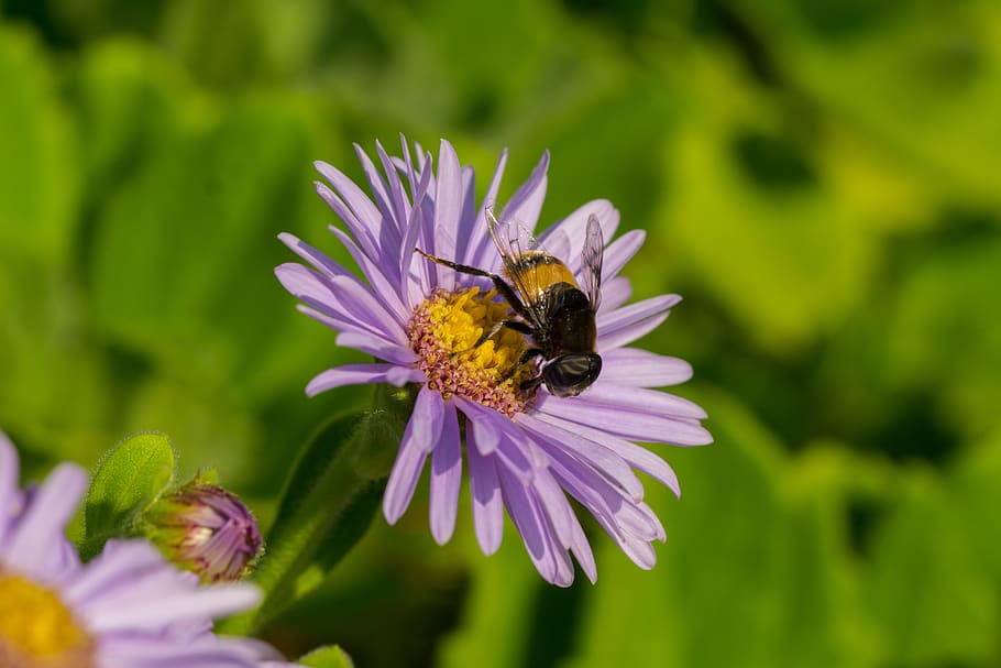 hoverfly, flowers, insects, macro, flowering plant, animal themes HD wallpaper