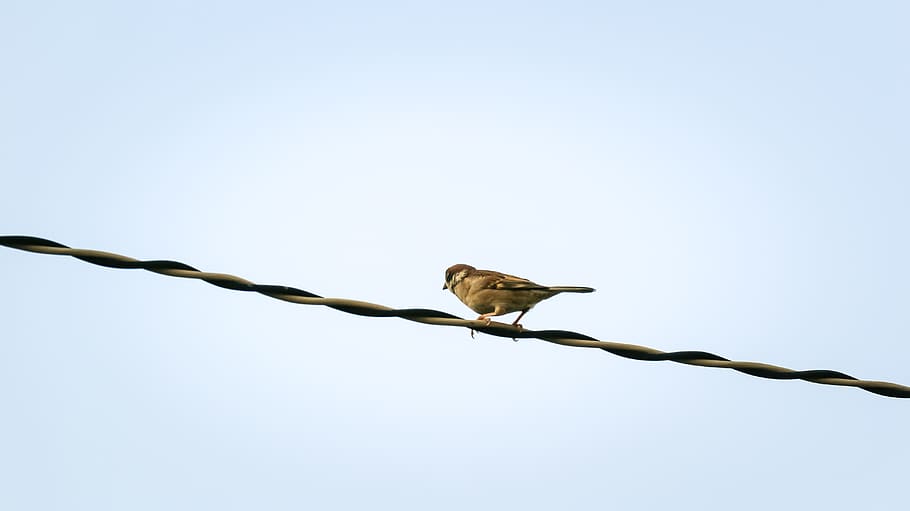 sparrow, sank, beans, sharing, bird, animal, animal themes HD wallpaper