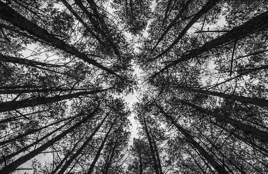 forest, nature, trees, mood, perspective, wide angle, plant HD wallpaper