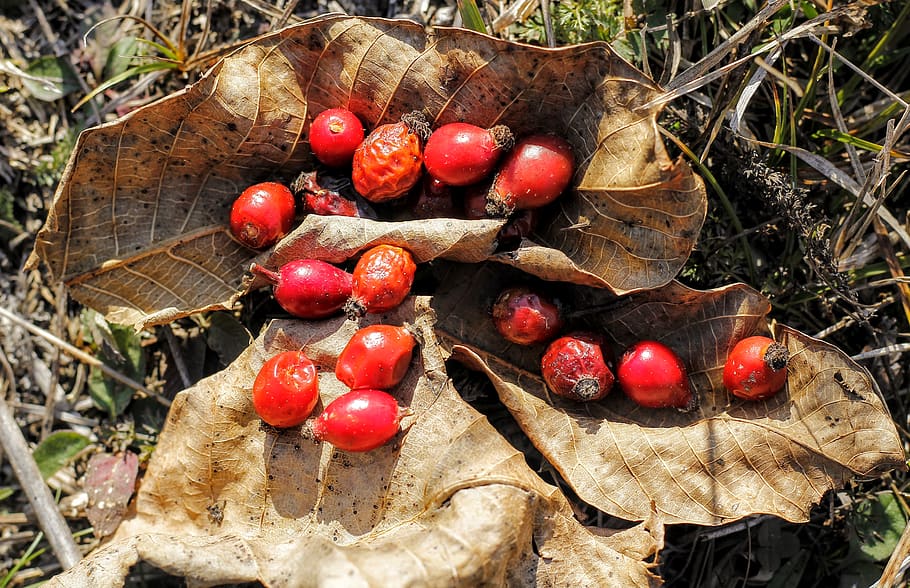 romania, cluj county, forest, nature, autumn, rosehip, leaf HD wallpaper