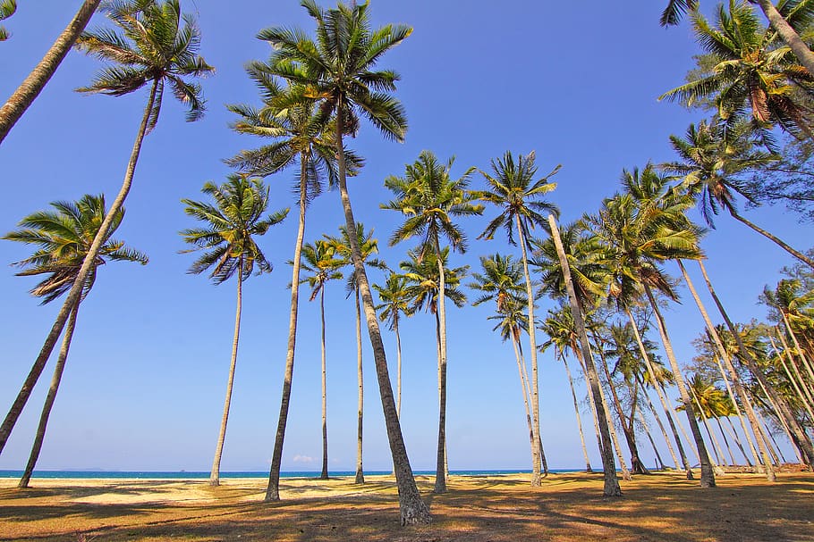 Coconut Trees Under Blue Sky, beach, idyllic, nature, palm trees HD wallpaper