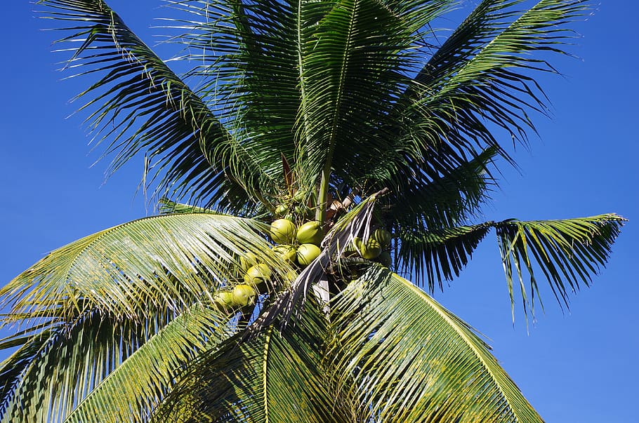 palm, blue pearly, coconuts, palm tree, tropical climate, palm leaf HD wallpaper