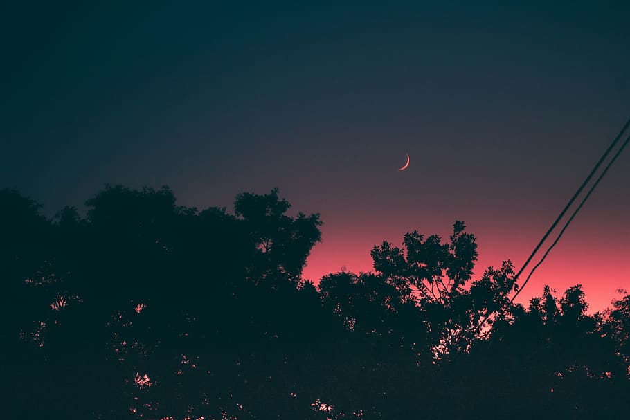 crescent moon, night sky, dark, beauty in nature, tree, plant HD wallpaper