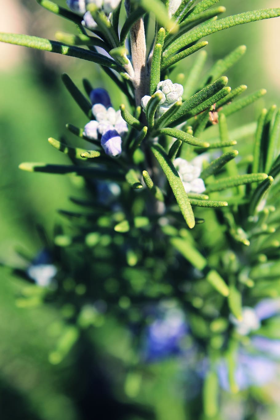 spring, hedge, shrub, leaves, fragrant, scented, green, tuscan blue HD wallpaper