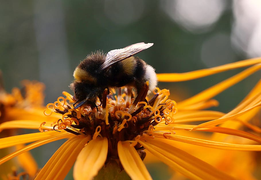 bee, flower, insect, blossom, bloom, honey bee, pollen, close up HD wallpaper