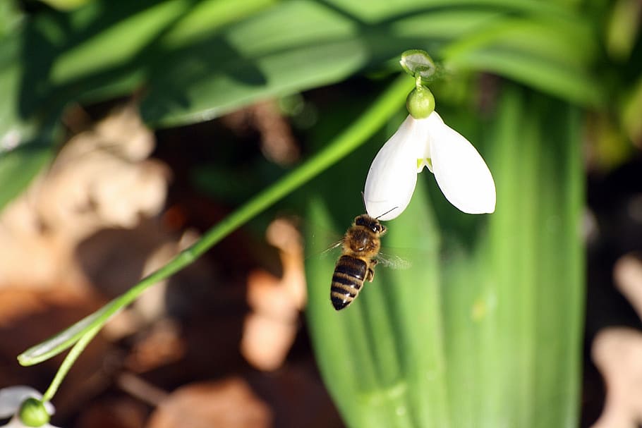 animals, insect, bees, pollination, snowdrop, frühlingsanfang HD wallpaper