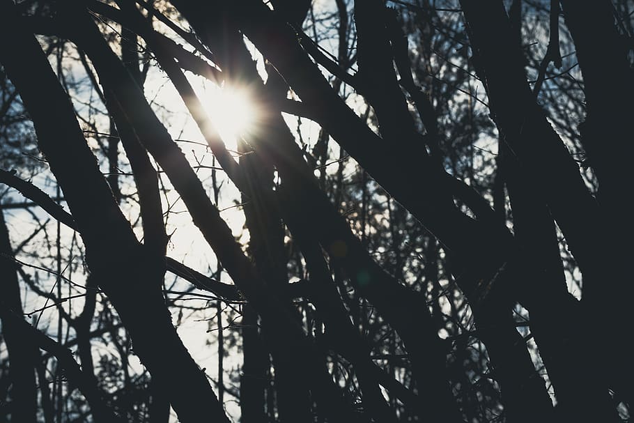 sunray, sunbeam, sunlight, daytime, daylight, forest, trees HD wallpaper