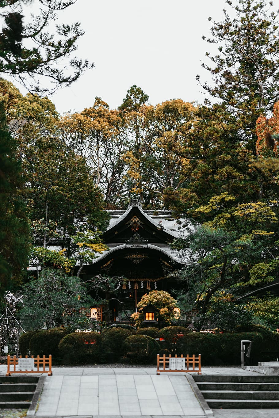 brown pagoda, tree, plant, built structure, architecture, belief HD wallpaper