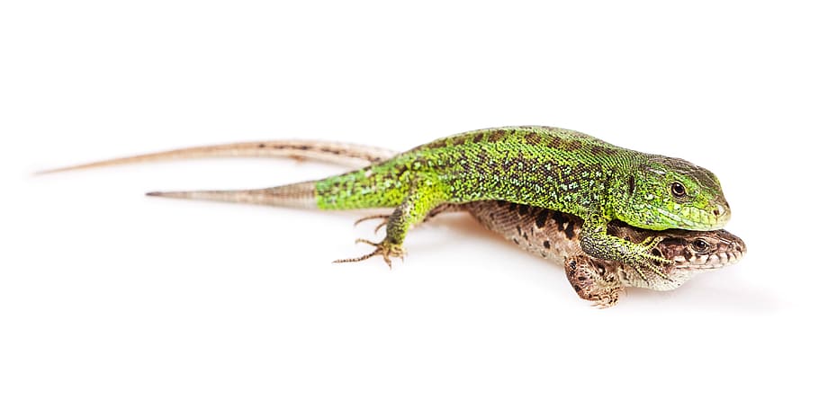 lizard, crawl, cute, down, elegant, exotic, eye, foot, gecko HD wallpaper