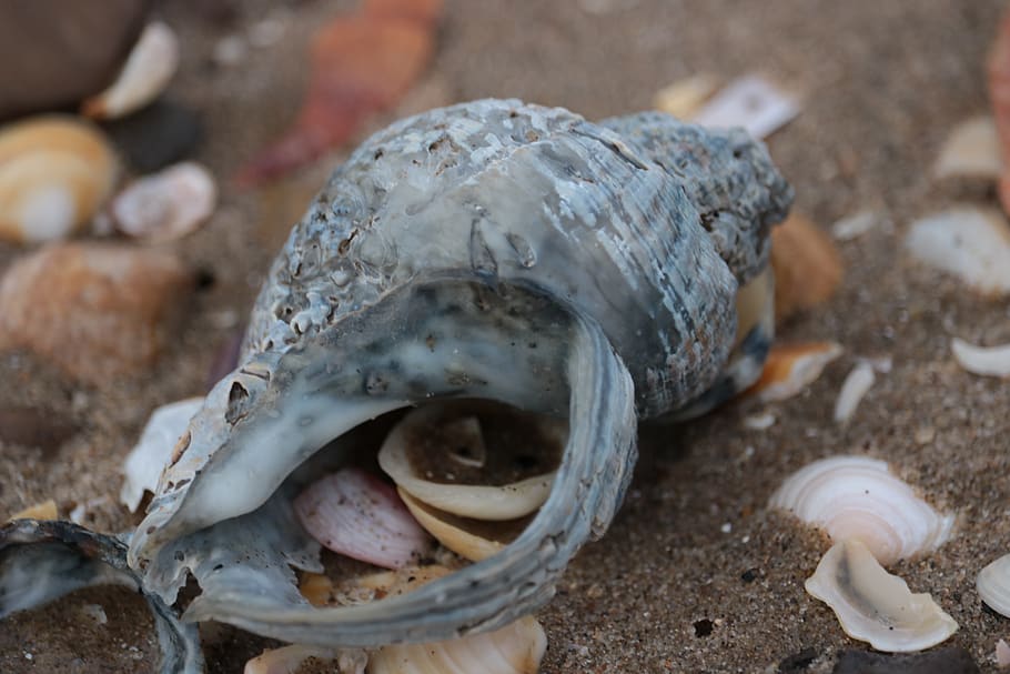 shells, sea, sand, close-up, animal, animal wildlife, animal themes HD wallpaper