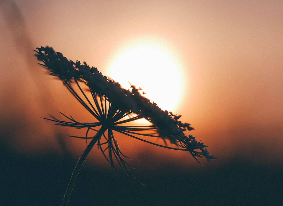 flower, silhouette, shadow, sunset, dusk, nature, plant, growth HD wallpaper