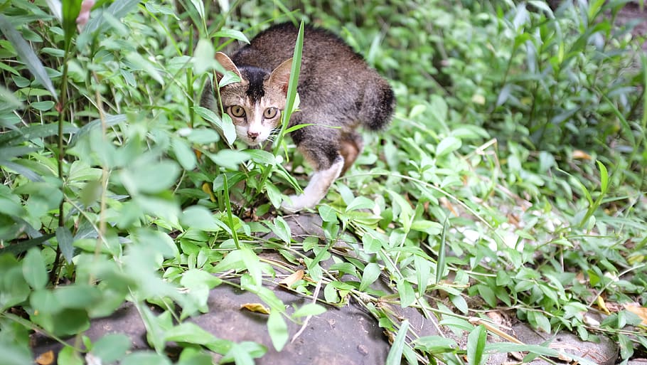 indonesia, ancol, cat, trees, looking, animal themes, mammal HD wallpaper