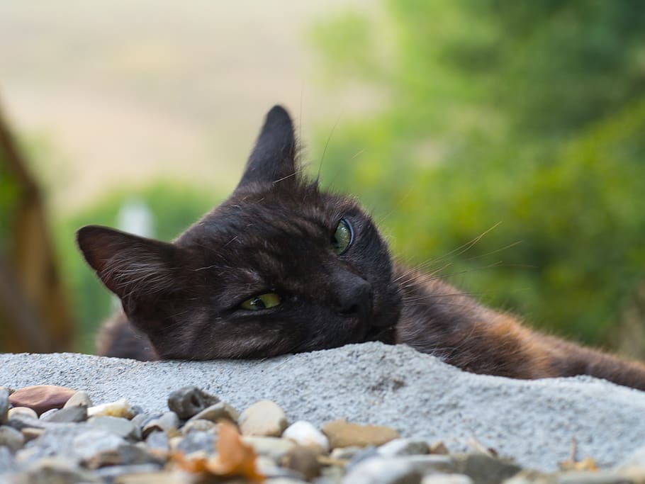 cat, animal themes, mammal, domestic cat, one animal, feline HD wallpaper