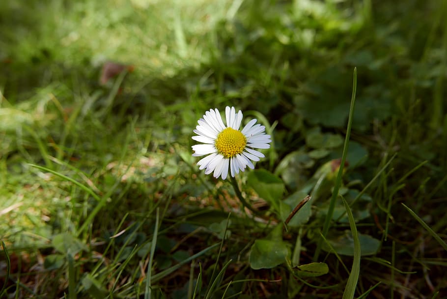 nature, flower, flowering plant, freshness, fragility, vulnerability HD wallpaper