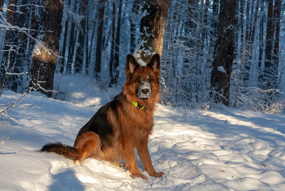 dog, german shepherd, winter, forest, nature, each, snow, cold temperature HD wallpaper