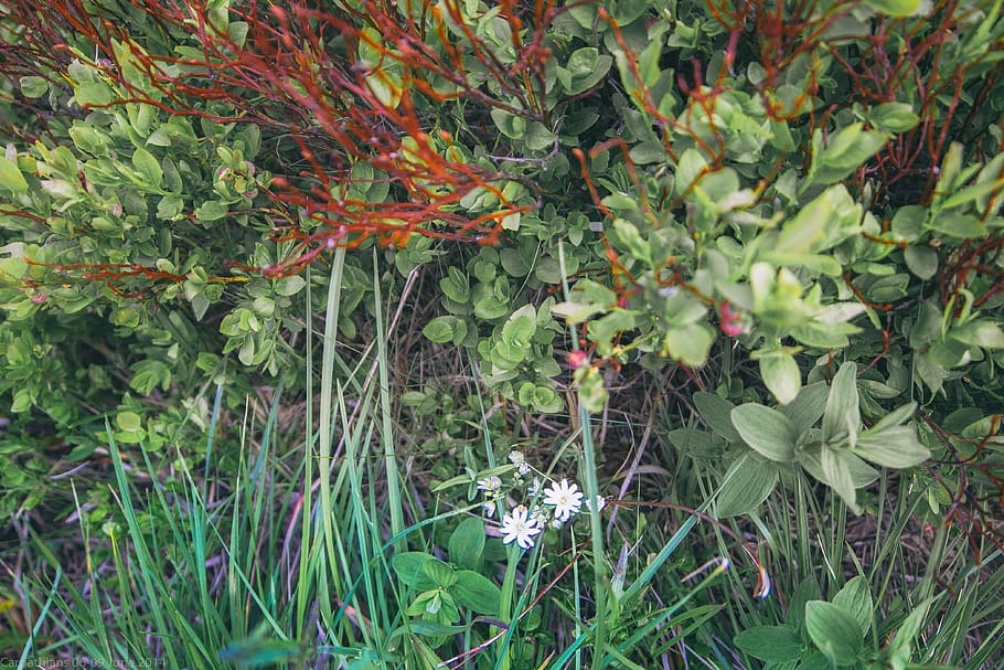 ukraine, hoverla, vsco, green, leaves, grass, growth, plant HD wallpaper