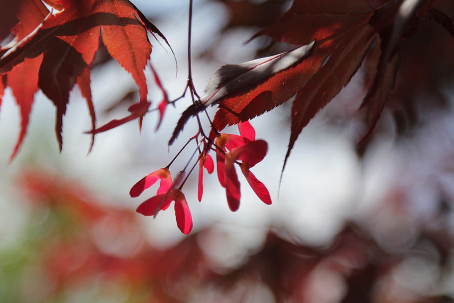 tree, leaves, acer, red, summer, maple, infructescence, plant, HD wallpaper
