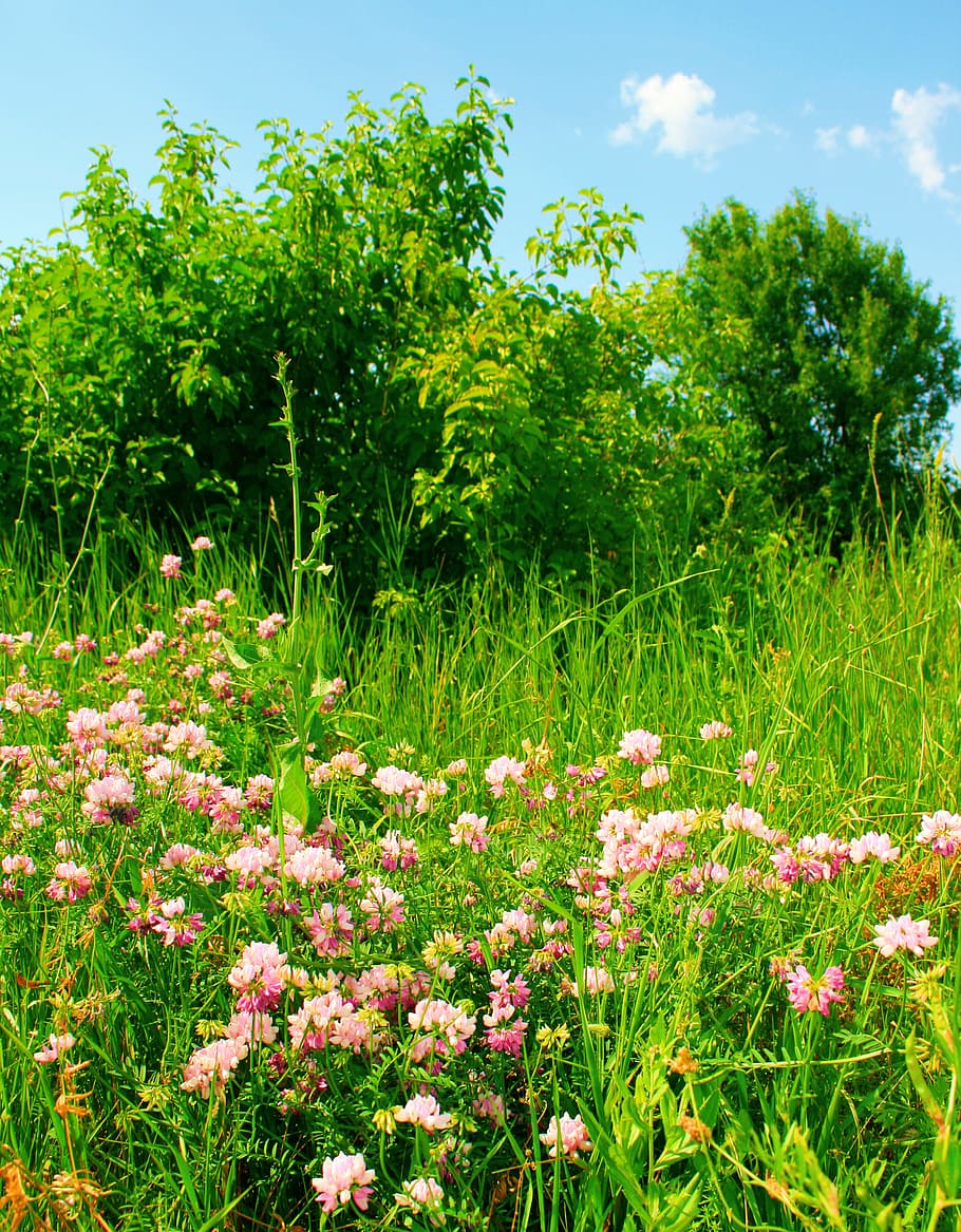 con2011, countryside, land, landscape, nature, park, peaceful HD wallpaper