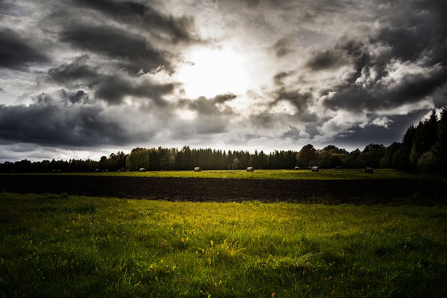 nature, nordic, forest, fields, hay, farm, grass, dirt, trees HD wallpaper