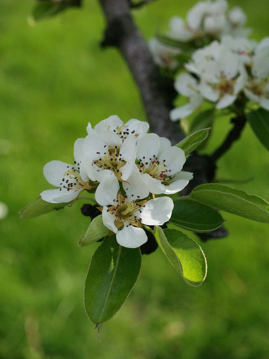 pear tree, spring, nature, flower, garden, flowers, sad, flowering plant HD wallpaper