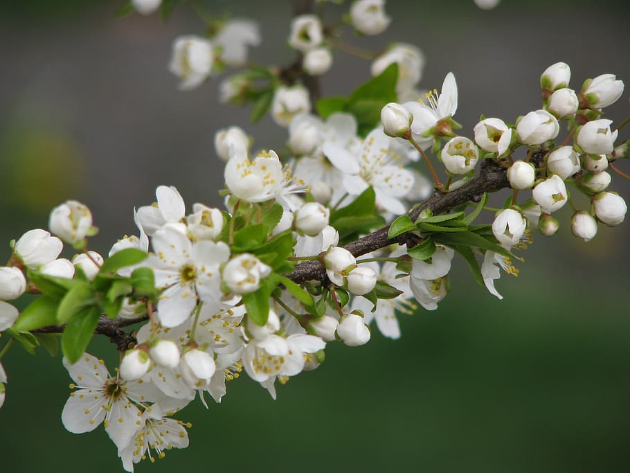 hungary, budapest, spring, flower, tree, flowering plant, fragility HD wallpaper