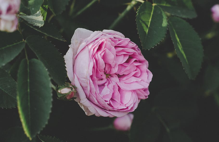 pink rose, flower, leaf, leaves, petal, outdoors, summer, spring HD wallpaper