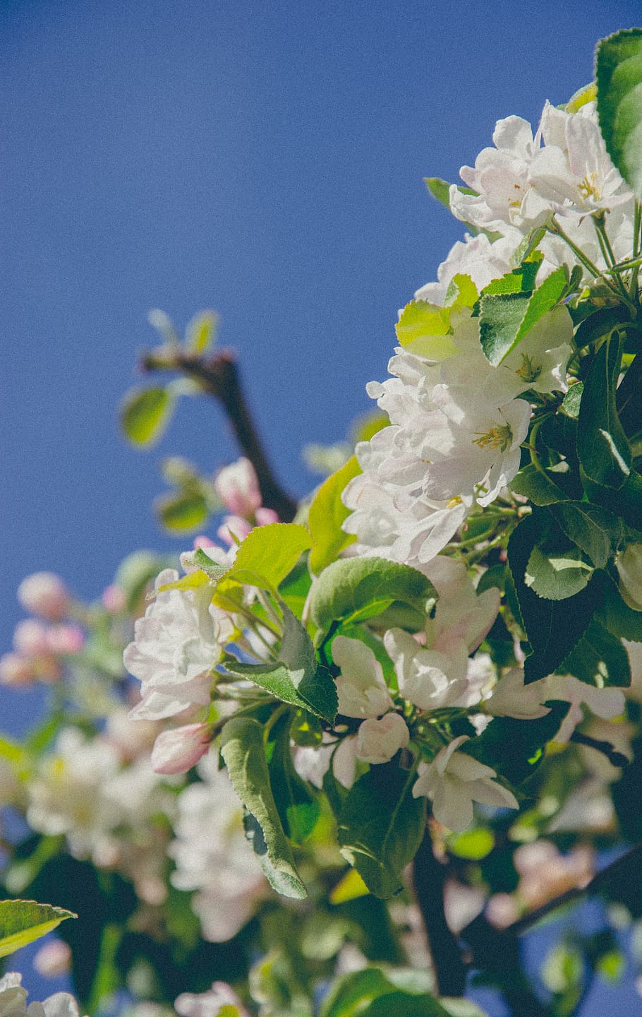 flowering plant, vulnerability, freshness, fragility, beauty in nature, HD wallpaper